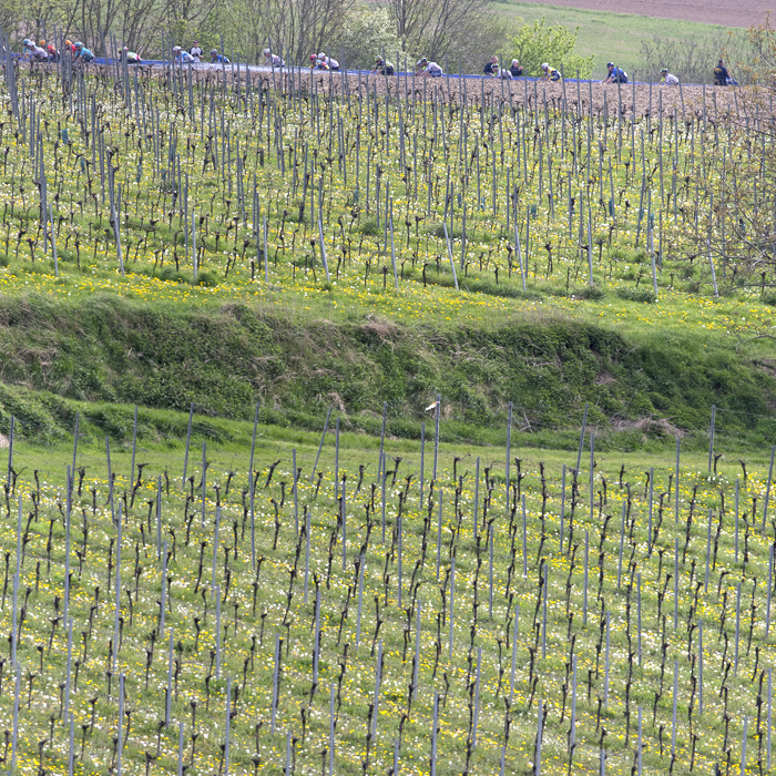 Amstel Gold Race 2024 - The race seen through vineyard with yellow wildflowers on Schaapsdries