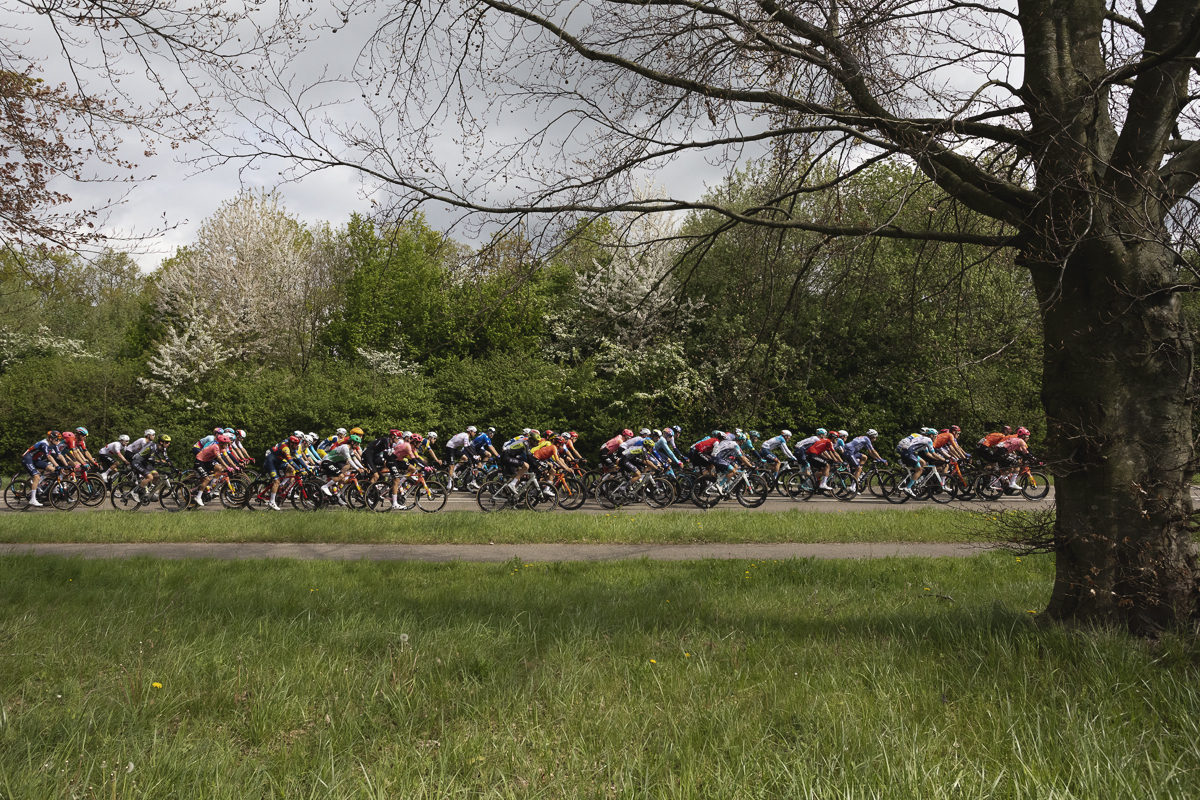 Amstel Gold Race 2024 - The peloton passes blossom covered hedgerows and trees in bud near Voerendaal