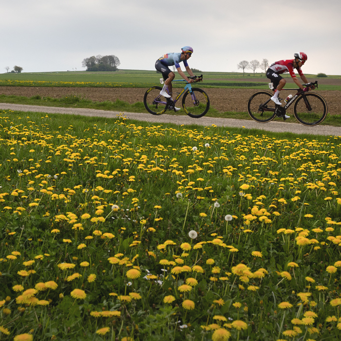 Amstel Gold Race 2025 - Riders with yellow meadow flowers in the foreground