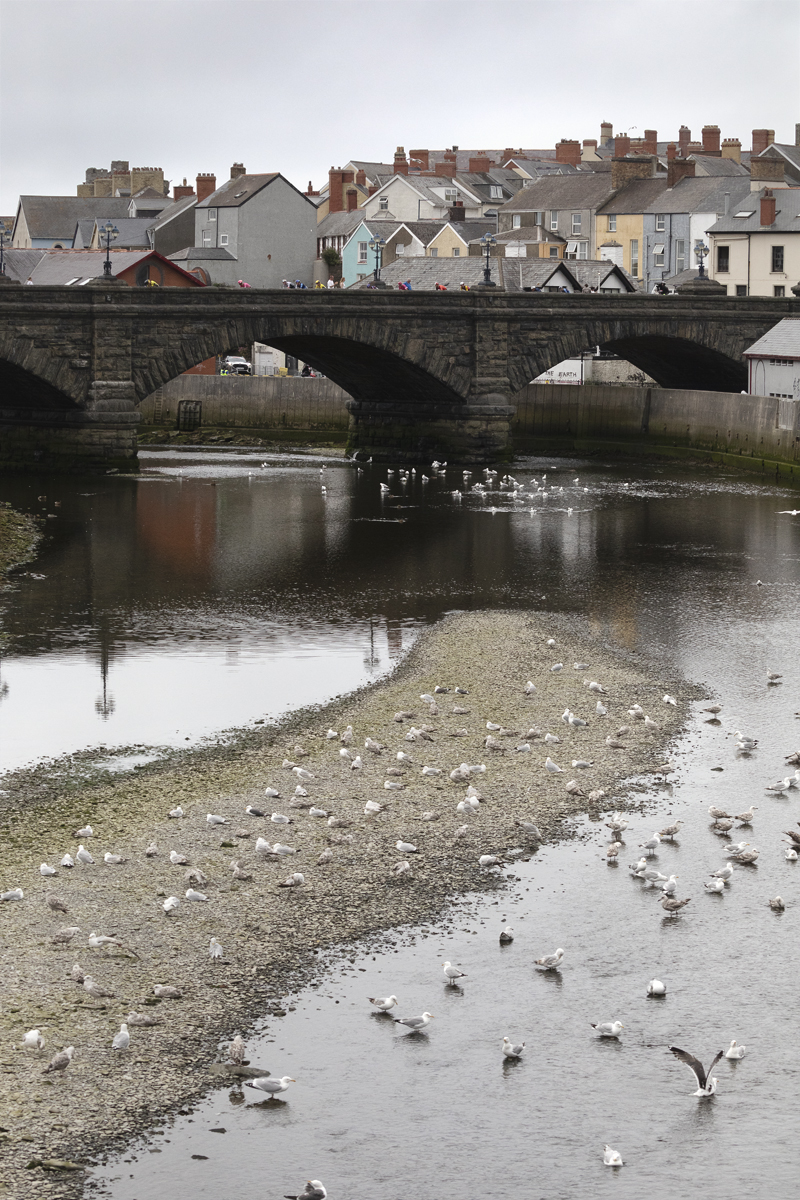 British National Road Championships 2025 - Road Race - Men - riders cross a bridge in Aberystwyth while seagulls rest of a spit of land in the river