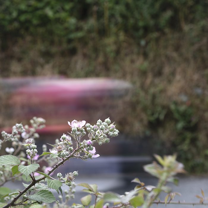 British National Road Championships 2025 - Time Trial - U23 Men - a rider speeds past the blossom of brambles in a hedgerow