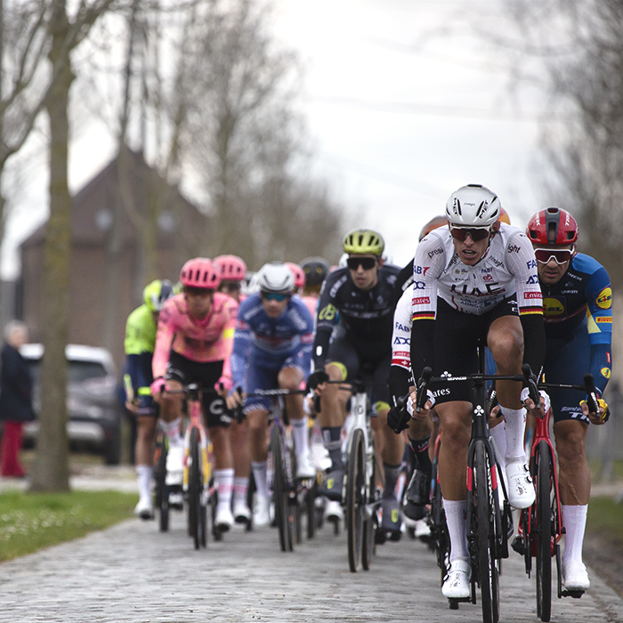 Dwars Door Vlaanderen 2024 - The peloton tackles the cobbles of Varentstraat