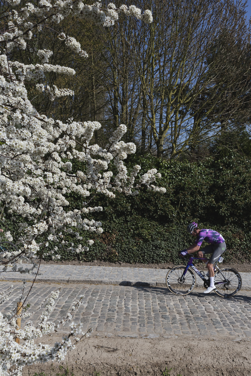 Dwars Door Vlaanderen 2025 - Kelland O’Brien rides past a blossom laden tree
