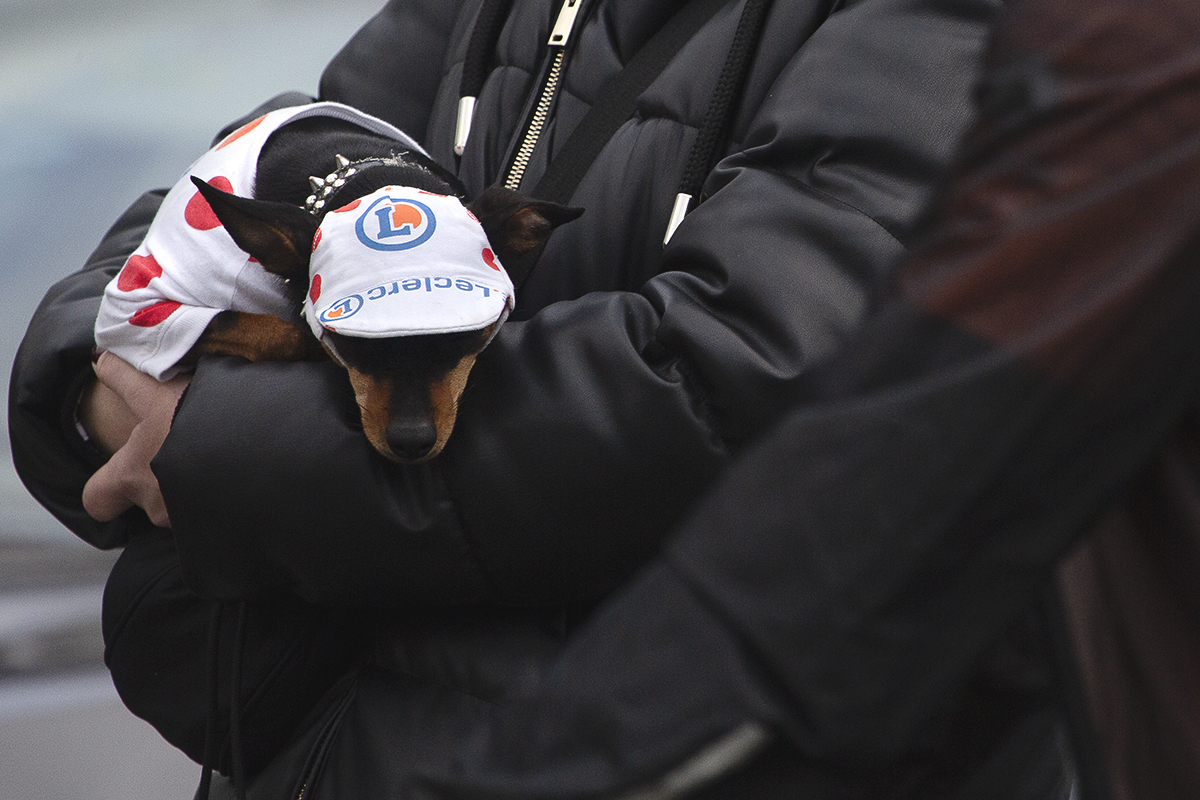 Dwars Door Vlaanderen Vrouwen 2024 - A Dachshund sports a polka dot ‘King of the Mountains’ outfit as it slumbers in its owners arms