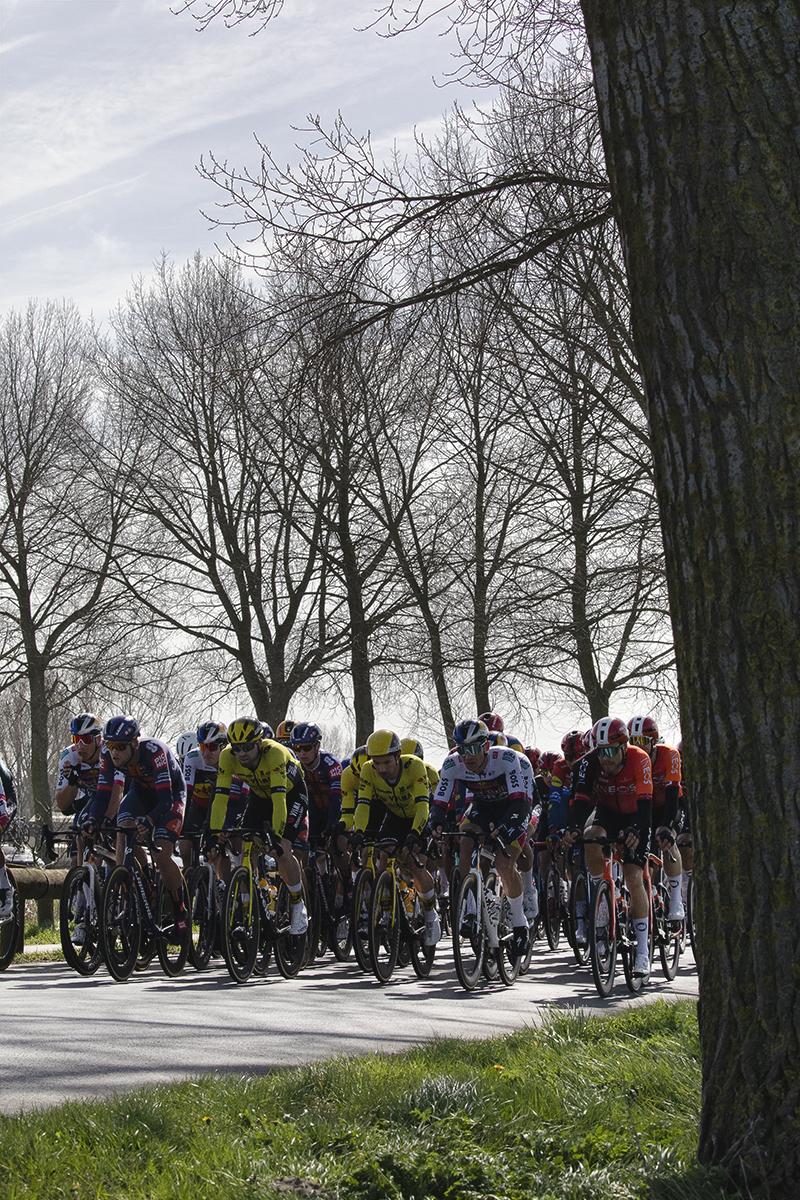 Gent Wevelgem 2025 - Riders on the tree lined road of Ijzerdijk