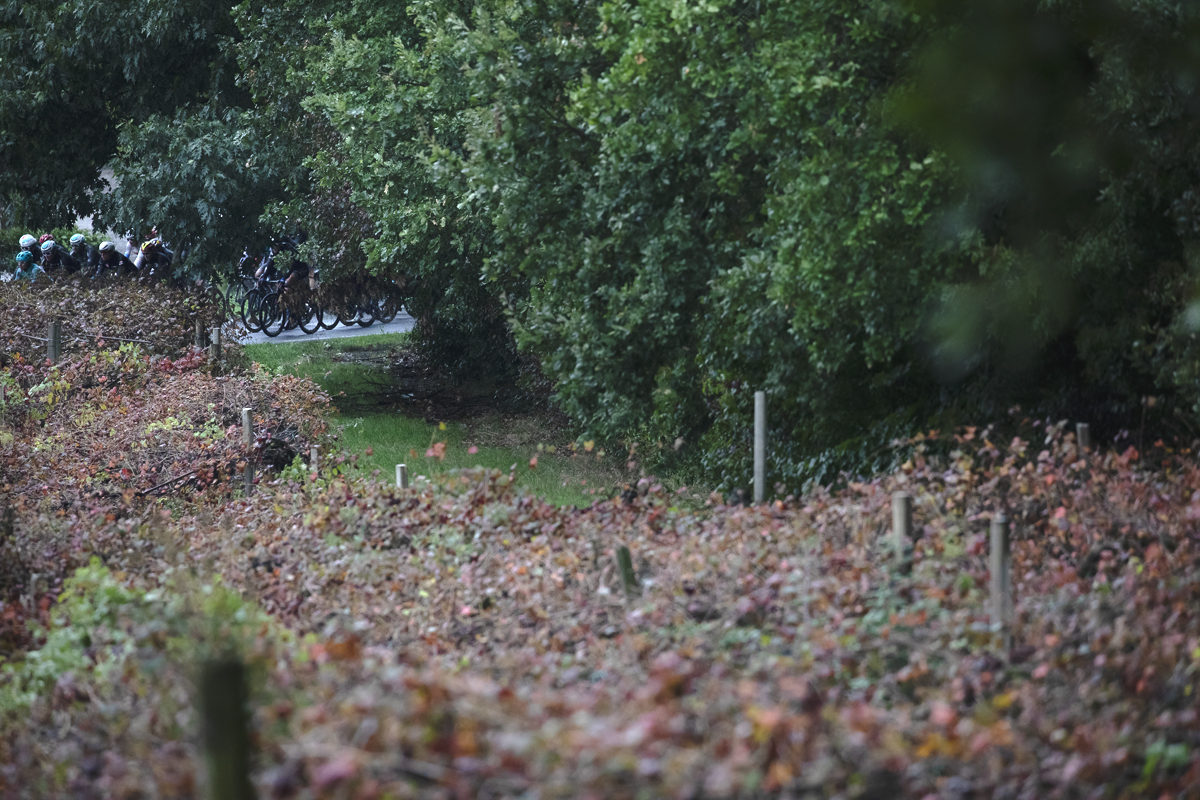 Giro dell’Emilia 2024 -  Riders seen across grape vines holding onto their last grapes in Castelvetro