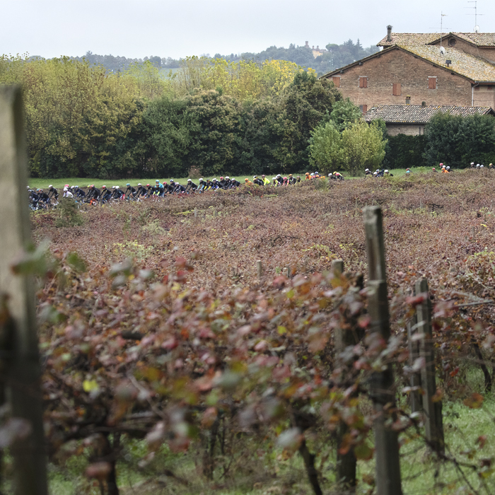 Giro dell’Emilia 2024 - The peloton across the grape vines in Castelvetro