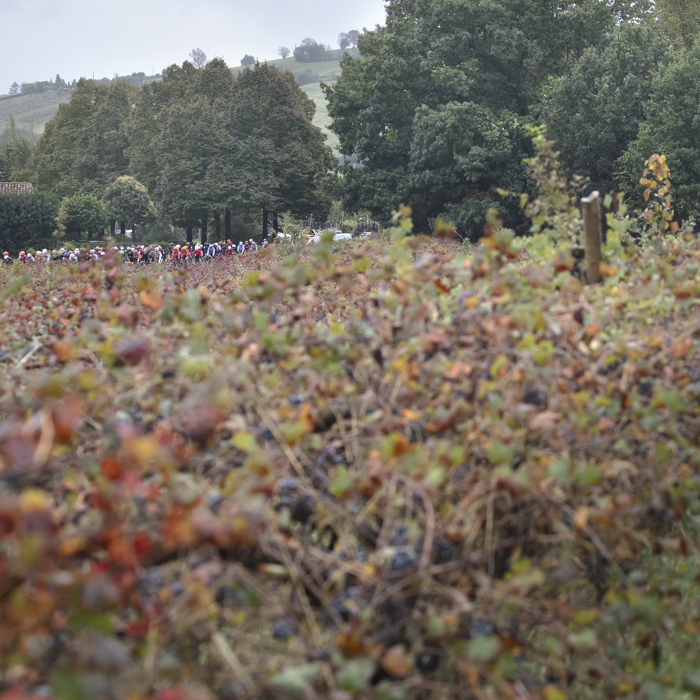 Giro dell'Emilia Internazionale Donne Elite 2024 - Riders seen across grape vines in Castelvetro