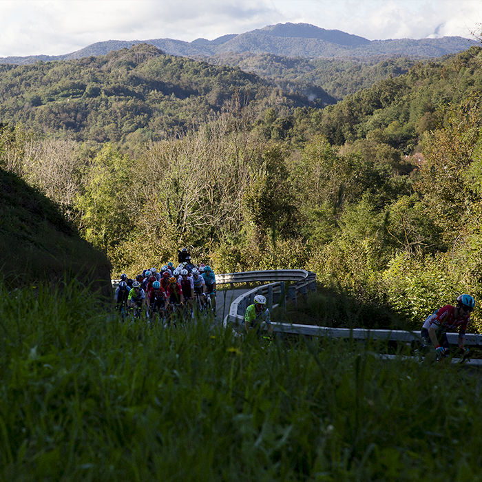 Gran Piemonte 2024 - Riders climb a twist road near Maggiora with sunlit trees in the background