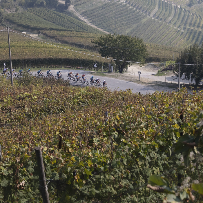 Gran Piemonte 2025 - Lines of vines stretch into the distance as riders round a bend