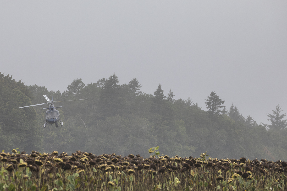 Classic Lorient Agglomération - Ceratizit 2025 -  The TV helicopter flies low across a field of dead sunflowers