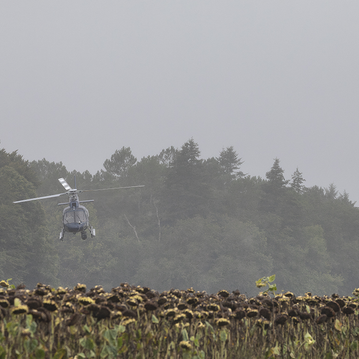 Classic Lorient Agglomération - Ceratizit 2025 -  The TV helicopter flies low across a field of dead sunflowers