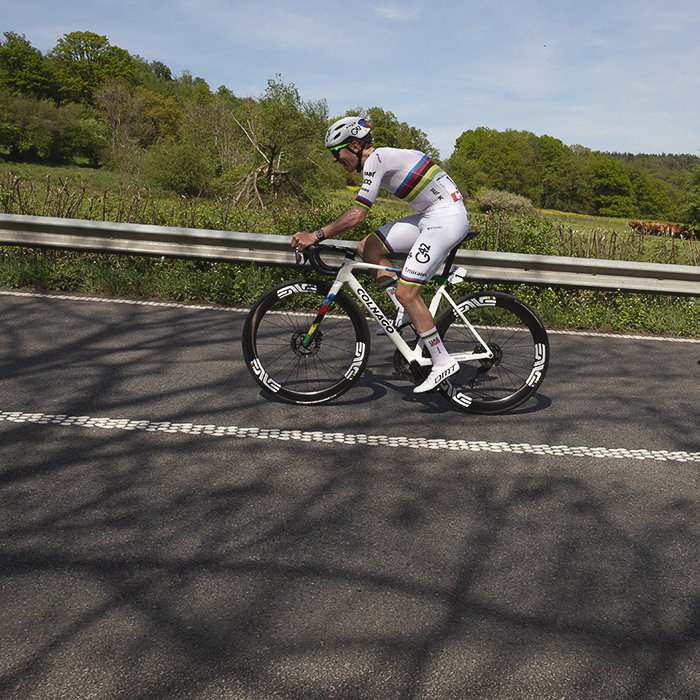 Liege Bastogne Liege 2025 - Tadej Pogačar tackles the climb of Côte des Forges ignored by a group of brown cows in a nearby field