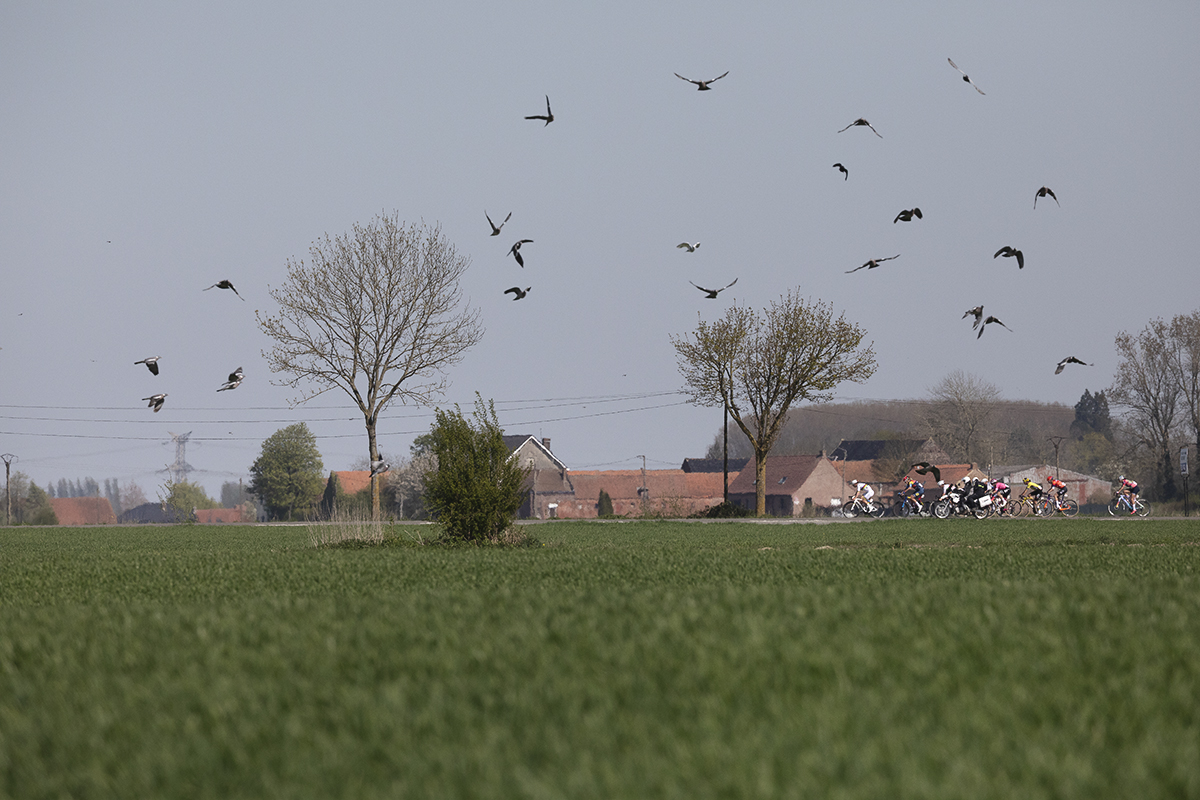 Paris Roubaix Femmes 2025 - A flock of birds fly into the air, disturbed by the race which can be seen across the fields in the distance on Rue De La Vincourt