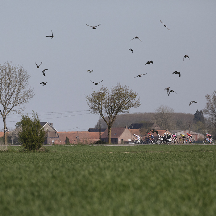 Paris Roubaix Femmes 2025 - A flock of birds fly into the air, disturbed by the race which can be seen across the fields in the distance on Rue De La Vincourt