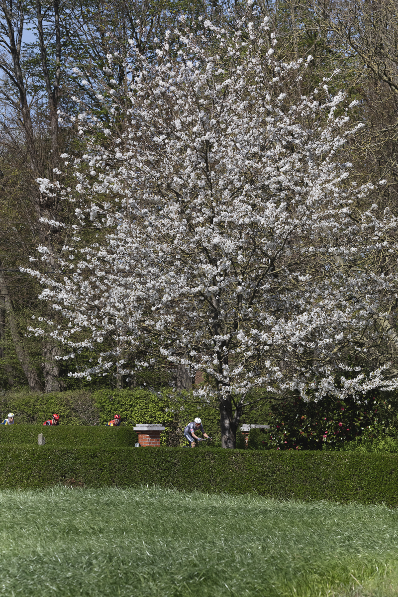 Ronde van Vlaanderen 2025 - Riders pass underneath blossom laden trees in Schorisse
