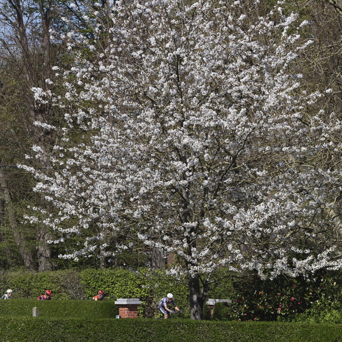 Ronde van Vlaanderen 2025 - Riders pass underneath blossom laden trees in Schorisse