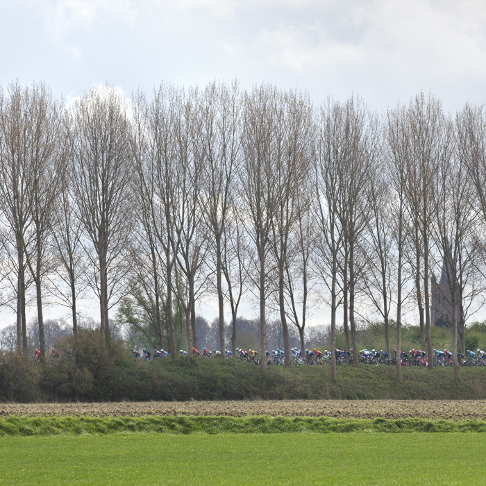 Scheldeprijs 2024 - Riders seen through the trees on a bank top near Heinkenszand