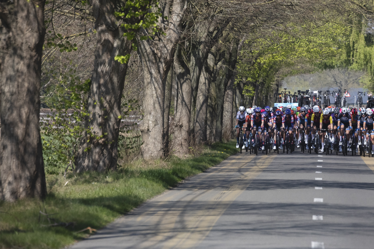 Scheldeprijs Vrouwen 2025 - Trees line the route in Sterenhoven