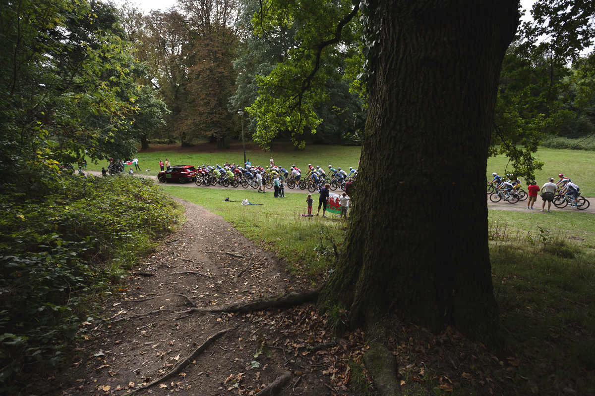 Tour of Britain 2025 - The roots of a large tree appear through the soil in the foreground as riders are cheered on by fans waving a Welsh flag in Pontypool Park