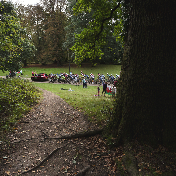 Tour of Britain 2025 - The roots of a large tree appear through the soil in the foreground as riders are cheered on by fans waving a Welsh flag in Pontypool Park