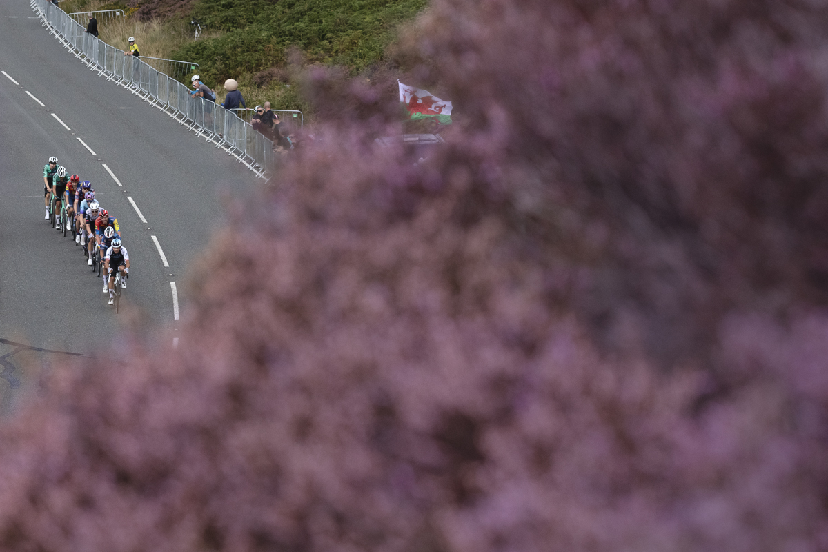 Tour of Britain 2025 - A Welsh flag can be seen peeking through a mass of purple heather that frames the riders