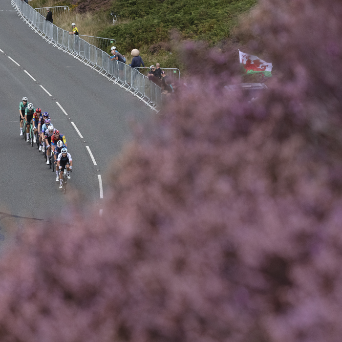Tour of Britain 2025 - A Welsh flag can be seen peeking through a mass of purple heather that frames the riders