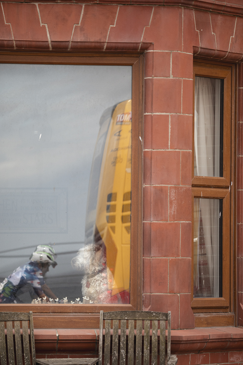 Tour of Britain Women’s 2025 - Stage 1 - A canine fan watches from a seafront window