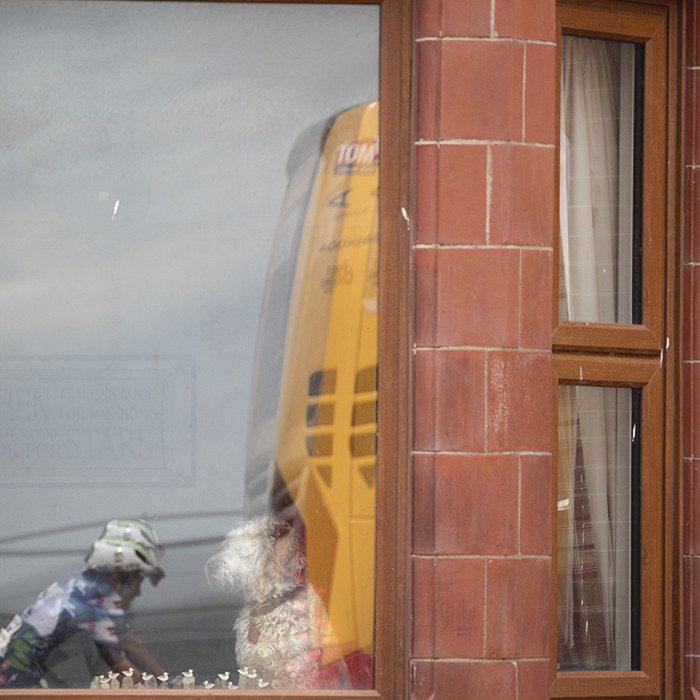 Tour of Britain Women’s 2025 - Stage 1 - A canine fan watches from a seafront window
